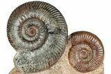 Free-Standing Fossil Ammonite (Hammatoceras) Pair - France #227340-1